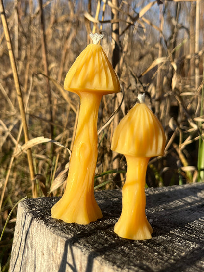 Beeswax mushroom candles